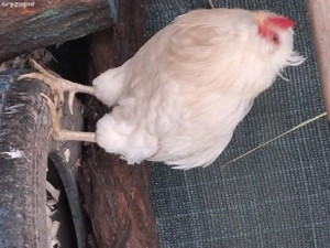 araucane cu favoriți 