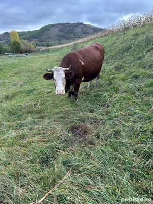 Vaca gestantă de vânzare - imagine 2 Vaca gestantă de vânzare - imagine 2