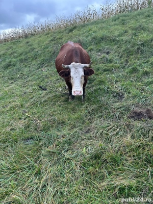 Vaca gestantă de vânzare - imagine 3 Vaca gestantă de vânzare - imagine 3