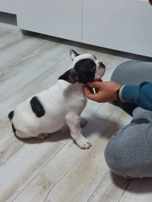 Pui bulldog francez  - imagine 4 Pui bulldog francez  - imagine 4