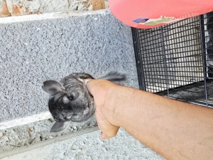 Cicila  shinsila   chincila  - imagine 2