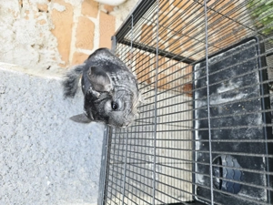 Cicila  shinsila   chincila  - imagine 3