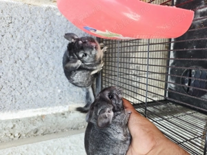 Cicila  shinsila   chincila 