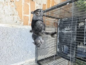 Cicila  shinsila   chincila  - imagine 4