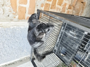 Cicila  shinsila   chincila  - imagine 5