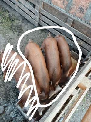 Vând 2 masculi duroc ,500lei bucata negociabil 