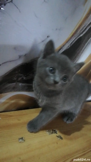 Pui de pisică Albastru de Rusia