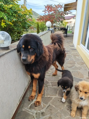 Câini ciobănesc pui Tibetan  - imagine 3