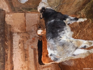 Vitei de vânzare  - imagine 3 Vitei de vânzare  - imagine 3