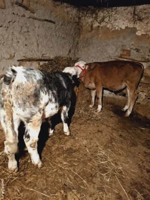 Vitei de vânzare  - imagine 2 Vitei de vânzare  - imagine 2