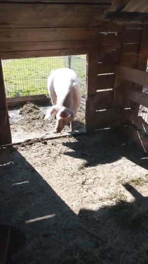 Vând porci de carne - imagine 4