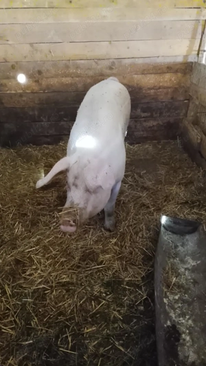 Vând porci de carne - imagine 3