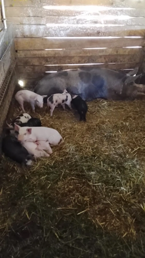 Vând porci de carne - imagine 5