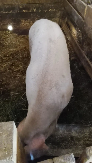 Vând porci de carne - imagine 2