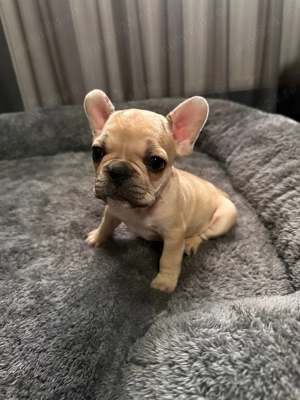 Catei Buldog Francez