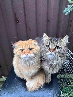 pisicuțe British Shorthair