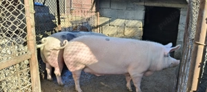 Porc de vânzare - imagine 3