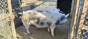 Porc de vânzare - imagine 2
