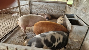 Disponibili  - imagine 2 Disponibili  - imagine 2