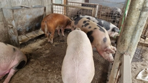 Disponibili  - imagine 3 Disponibili  - imagine 3