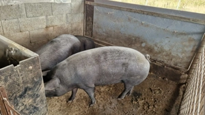 Disponibili  - imagine 4 Disponibili  - imagine 4