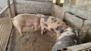 Disponibili  - imagine 5 Disponibili  - imagine 5