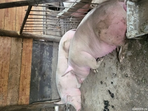 Vand porci  - imagine 3