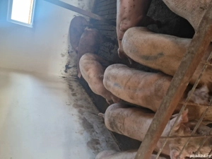 Porci  de carne  - imagine 2 Porci  de carne  - imagine 2