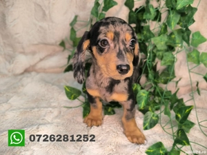 Vand baietel Teckel arlequin mini 