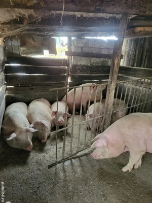 Vand porci  - imagine 2