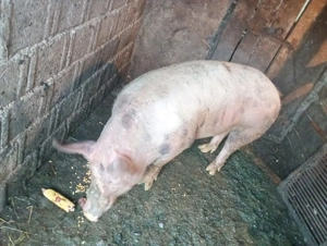 Vând porci tineri, rasă de carne!