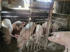 Vand porci  - imagine 4