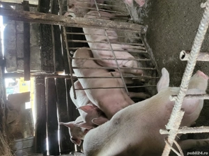 Vand porci  - imagine 5