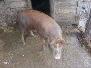 Vând porci tineri, rasă de carne! - imagine 3