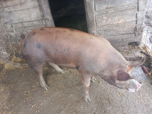 Vând porci tineri, rasă de carne! - imagine 2