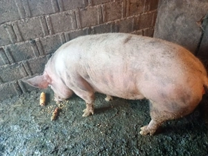 Vând porci tineri, rasă de carne! - imagine 4