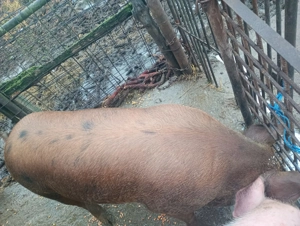 Vând porci tineri, rasă de carne! - imagine 5