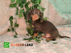 Vand Teckel mini cioco