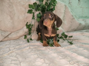 Vand Teckel mini cioco - imagine 2