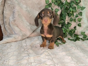 Vand Teckel mini cioco - imagine 5