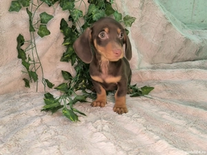 Vand Teckel mini cioco - imagine 4