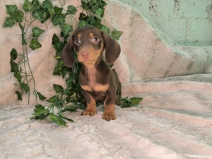 Vand Teckel mini cioco - imagine 3