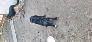 Caine pentru paza - imagine 4