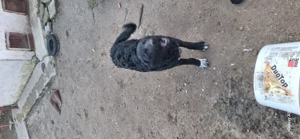 Caine pentru paza - imagine 3