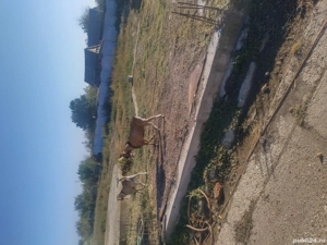 de vînzare țapusi  - imagine 2