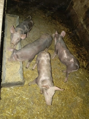 Vand purcei - imagine 2 Vand purcei - imagine 2