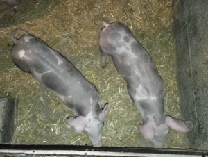 Vand purcei - imagine 3 Vand purcei - imagine 3