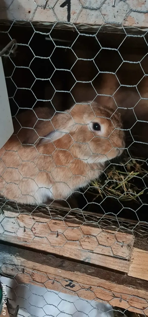 Iepure berbec german pitic  - imagine 2