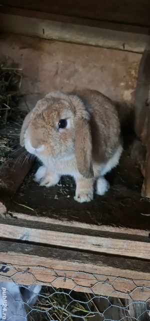 Iepure berbec german pitic  - imagine 3