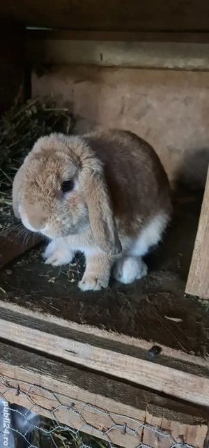 Iepure berbec german pitic  - imagine 4